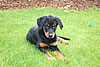 beauceron-net.de