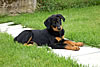 beauceron-net.de