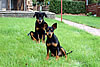 beauceron-net.de