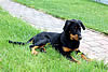 beauceron-net.de