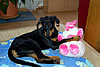 beauceron-net.de