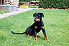 beauceron-net.de