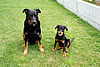 beauceron-net.de