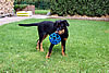 beauceron-net.de