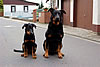 beauceron-net.de