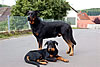 beauceron-net.de