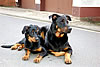 beauceron-net.de