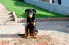 beauceron-net.de