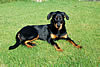 beauceron-net.de