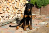 beauceron-net.de