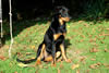 beauceron-net.de