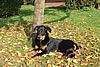 beauceron-net.de