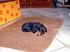 beauceron-net.de