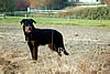 beauceron-net.de