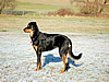 beauceron-net.de