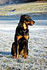 beauceron-net.de