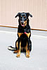 beauceron-net.de