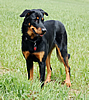 beauceron-net.de