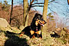 beauceron-net.de