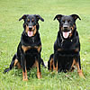 beauceron-net.de