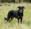 beauceron-net.de