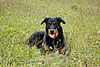 beauceron-net.de