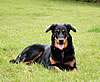 beauceron-net.de