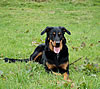 beauceron-net.de
