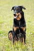 beauceron-net.de