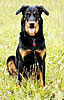 beauceron-net.de