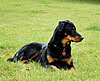 beauceron-net.de