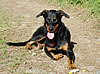 beauceron-net.de