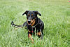 beauceron-net.de