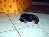 beauceron-net.de