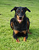 beauceron-net.de