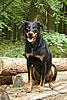 beauceron-net.de