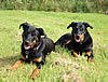 beauceron-net.de