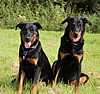 beauceron-net.de