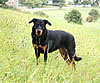 beauceron-net.de