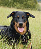 beauceron-net.de