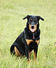 beauceron-net.de