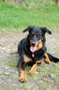 beauceron-net.de