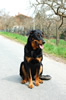 beauceron-net.de