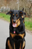 beauceron-net.de