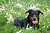 beauceron-net.de