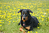 beauceron-net.de