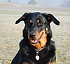 beauceron-net.de