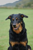 beauceron-net.de