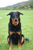 beauceron-net.de