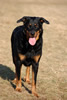 beauceron-net.de